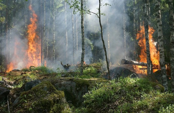 Высок риск лесных пожаров