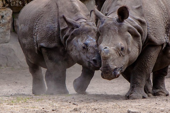 «Пагода носорогов» открыта в Берлине