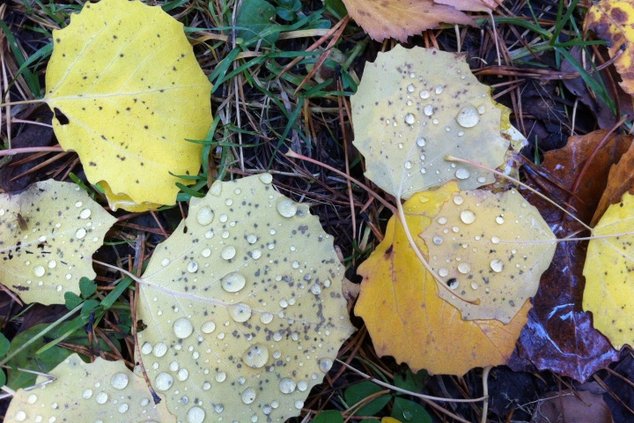 Грибное время