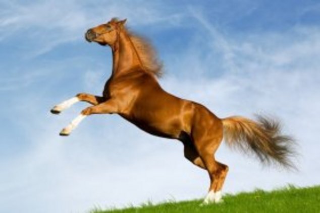 Лошадь оштрафовали за превышение скорости