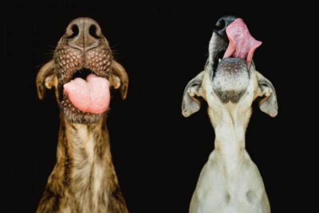 Удивительная фотосессия для собак