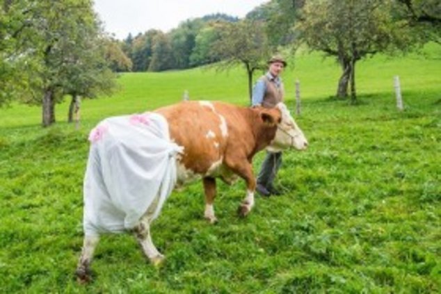 Каждой корове – по подгузнику