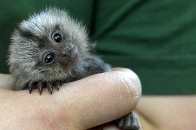 Три обезьяны похищены из зоопарка в Германии