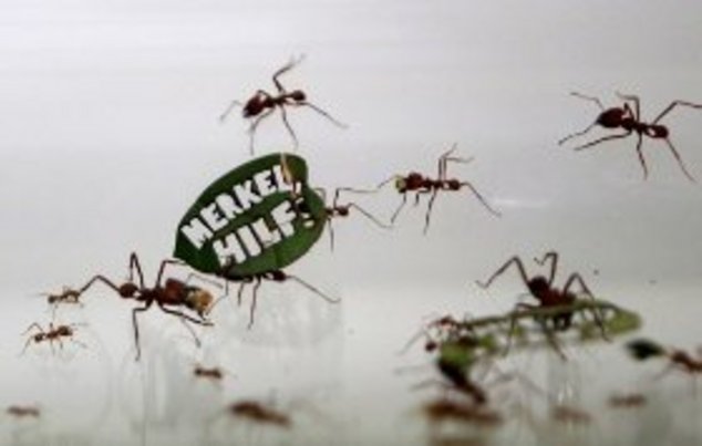 Кельн: муравьи на демонстрации