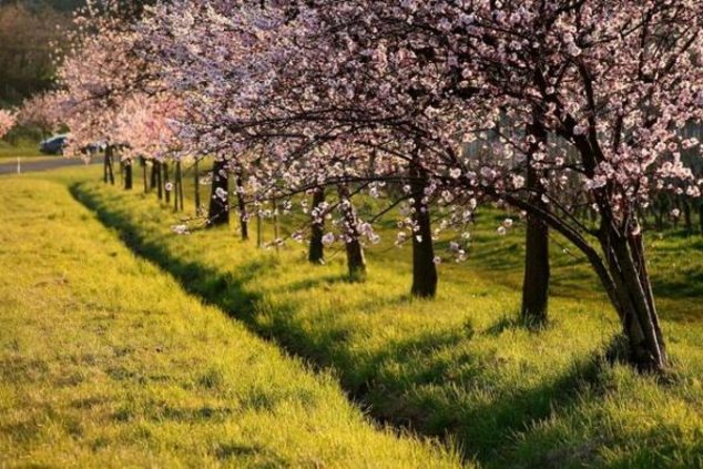 Германия: праздник цветения миндаля