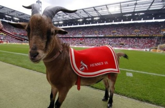 Самый известный козлик в Германии