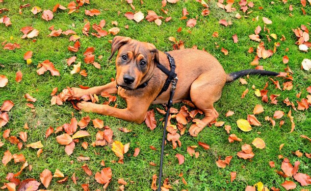 Собаки на привязи