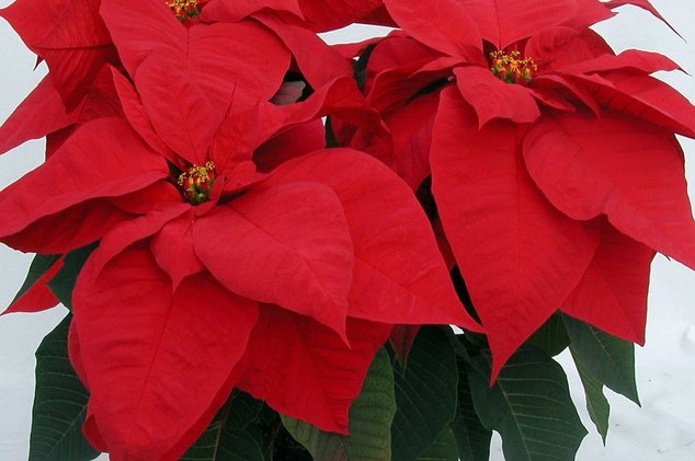 Рождество в Германии — миллион, миллион, миллион алых звёзд!