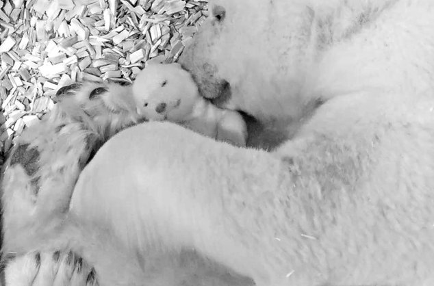 Свидание вслепую закончилось — белый медвежонок открыл глаза