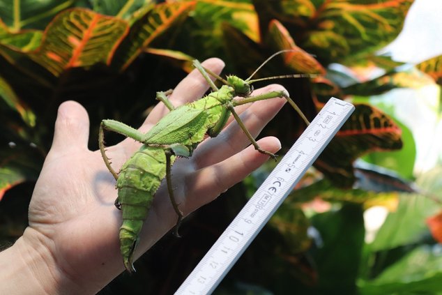 Разноликие. Популярные. С рекордным числом посетителей