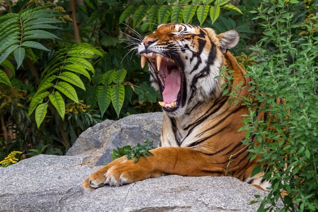 Вечера в зоопарках Берлина