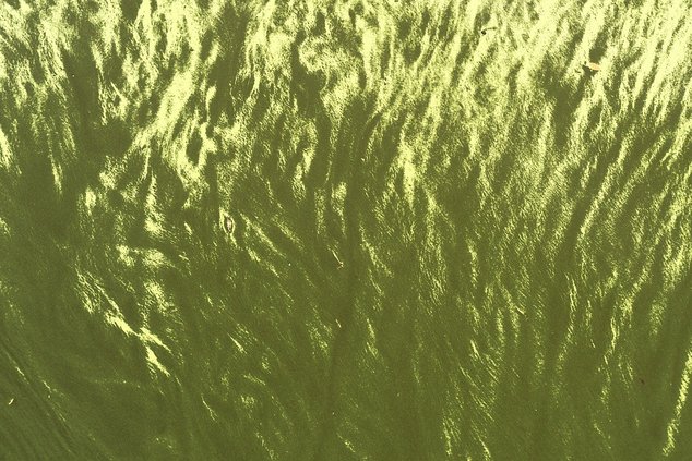 Внимание: ядовитые водоросли