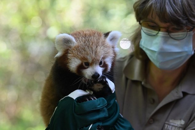 Малыш красной панды по имени Urs