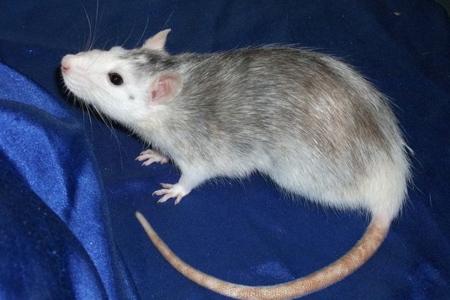 ДОРТМУНД ПРИЗЫВАЕТ ГРАЖДАН БОРОТЬСЯ С ГРЫЗУНАМИ