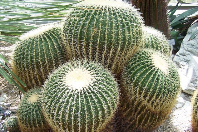 Ботанический сад Рурского университета - зелёное сердце Рура