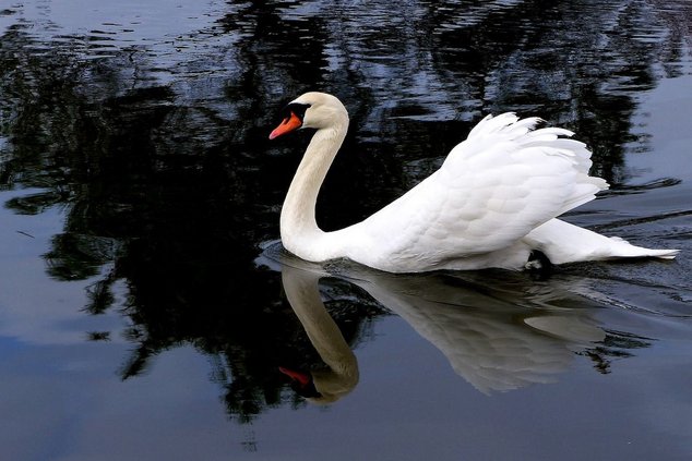 Птичий грипп в Берлине