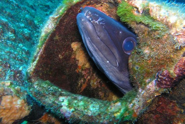 Угорь – особая катадромная рыба