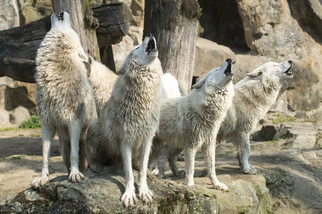 ВСПЫШКА ЯЩУРА В ГЕРМАНИИ